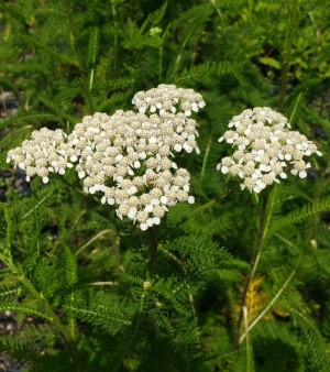 Common White Yarrow, Milfoil, Soldier's Woundweed, Woundwort, Achillea millefolium